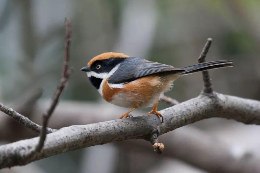 最新乌鸫吧,领略独特魅力的绝佳平台!