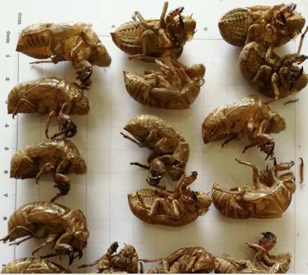 蝉蜕引领未来潮流,最新价格与科技进步共舞的生活价值