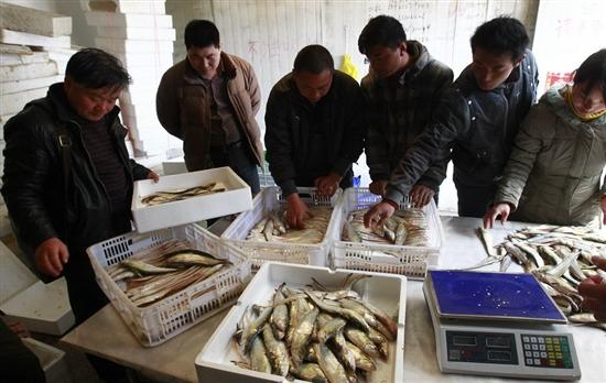 刀鱼最新价格,小巷深处的鲜味秘境探秘