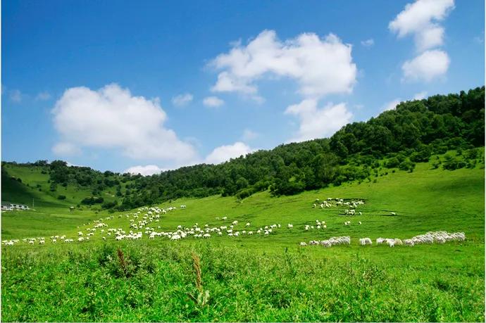 现代牧业引领绿色未来,最新公告引领行业前行发展