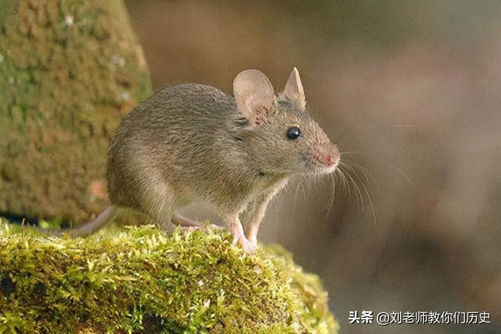 神秘力量与娱乐元素一网打尽，最新大仙出马视频汇总