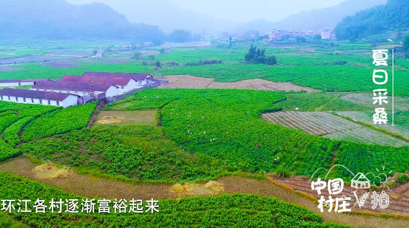 广西最新养蚕基地揭秘,小巷蚕桑秘境的探索