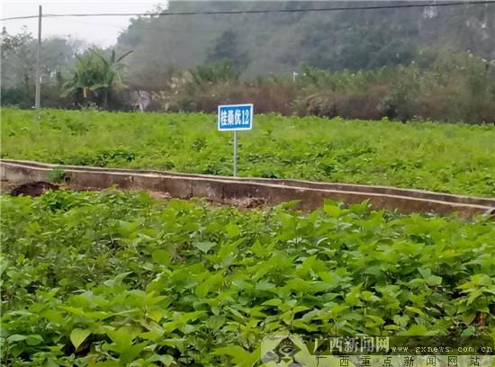 广西最新养蚕基地揭秘,小巷蚕桑秘境的探索