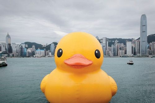 最新黄小鸭，小黄鸭的励志故事，揭示学习变化的力量