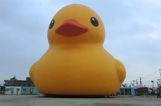 最新黄小鸭,小黄鸭的励志故事,揭示学习变化的力量