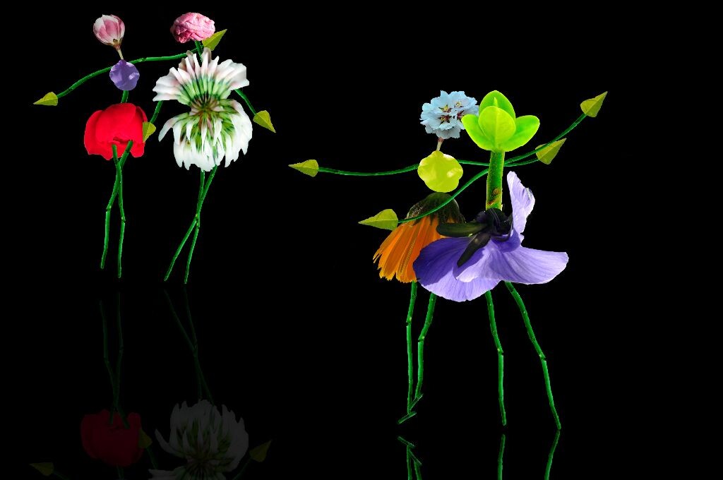 最新花舞,详细步骤指南与技巧分享