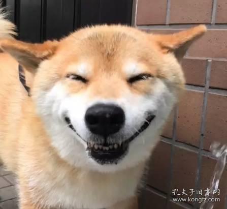 科技新宠zo狗,崛起与影响深度解析