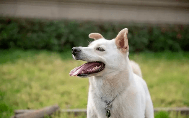 科技新宠zo狗,崛起与影响深度解析