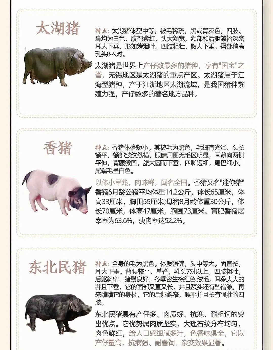 最新仔猪品种探索之旅，自然美景的轻松探寻