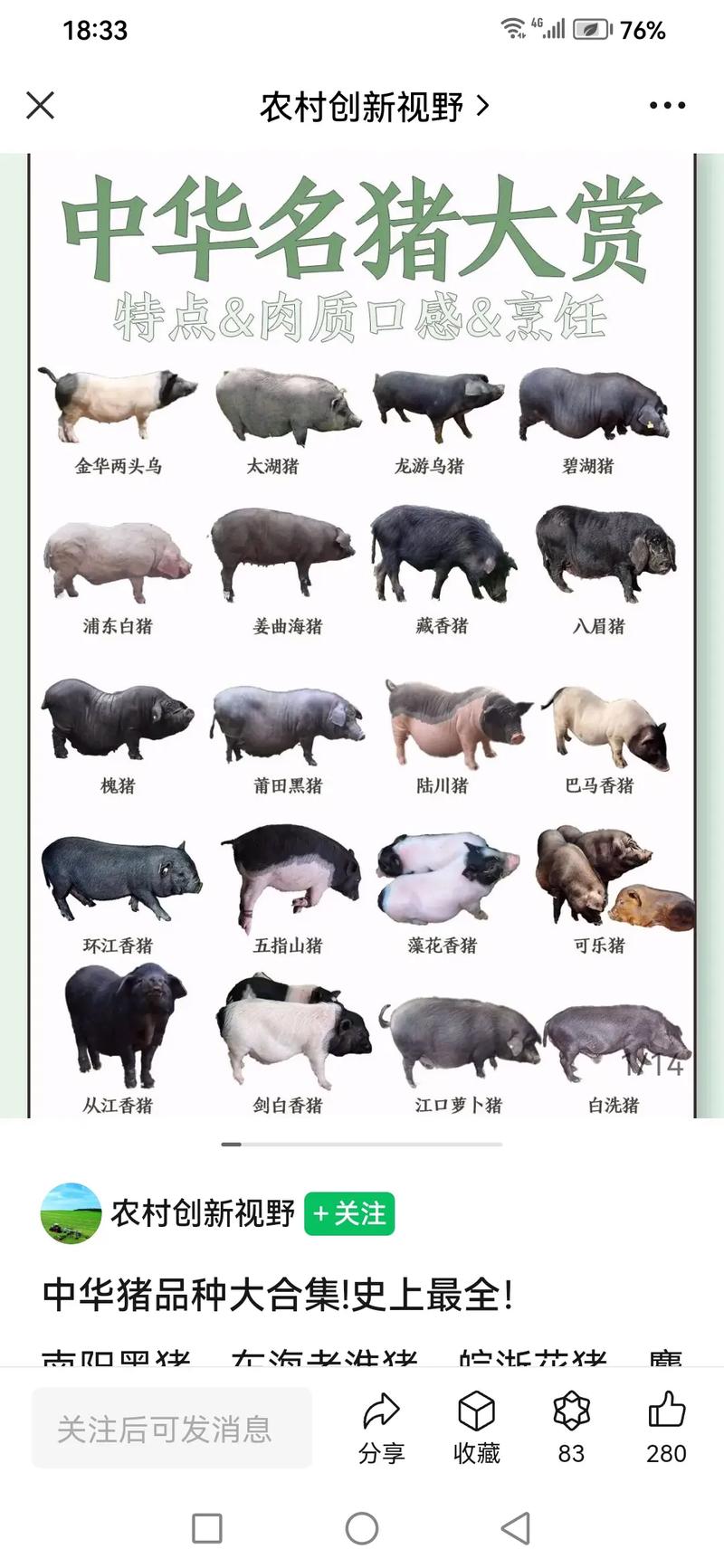 最新仔猪品种探索之旅,自然美景的轻松探寻