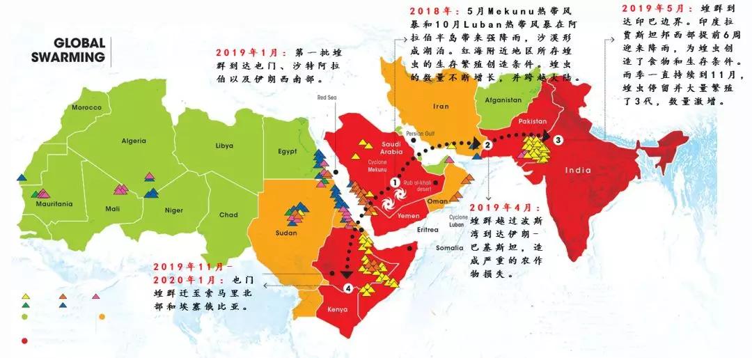 蝗灾最新动态,挑战与希望之光并存的局势分析