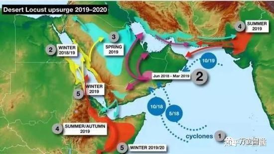 蝗灾最新动态,挑战与希望之光并存的局势分析