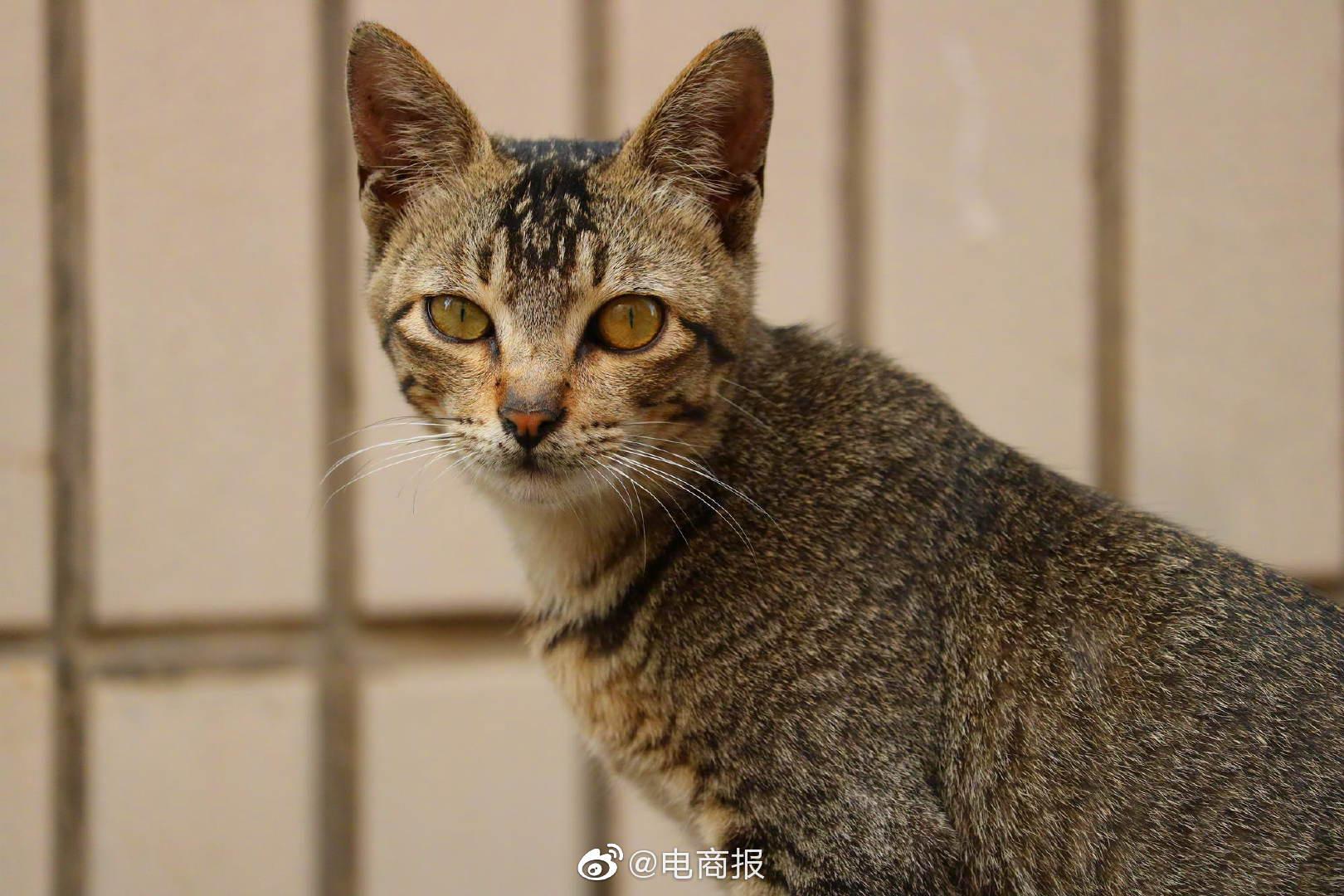 省猫最新,小巷特色小店探秘