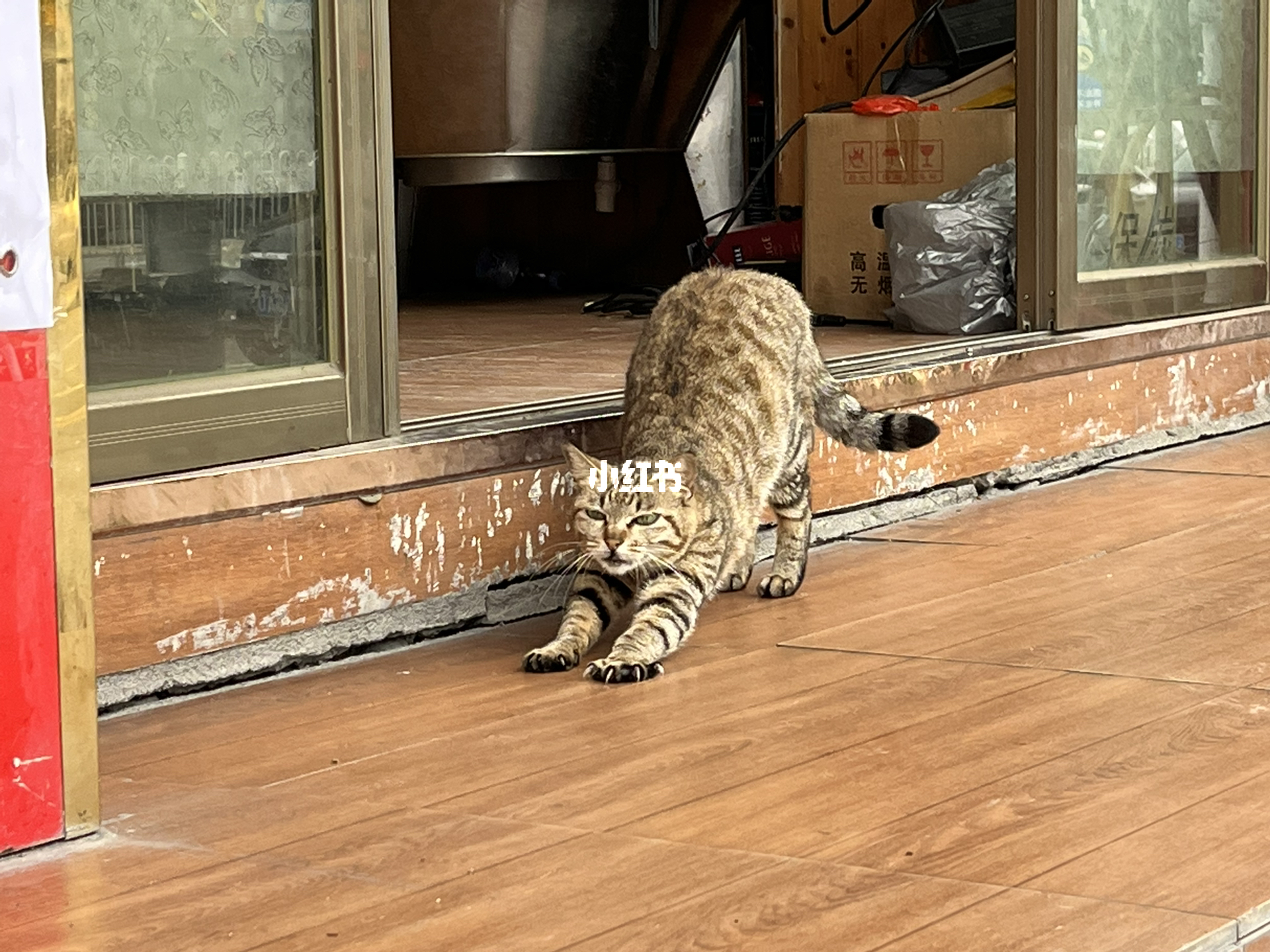 省猫最新,小巷特色小店探秘