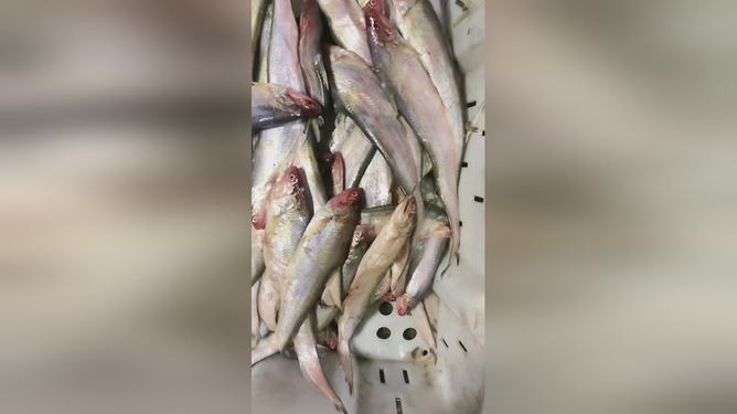 最新鱼视频观赏与分享,任务完成指南与技能学习教程