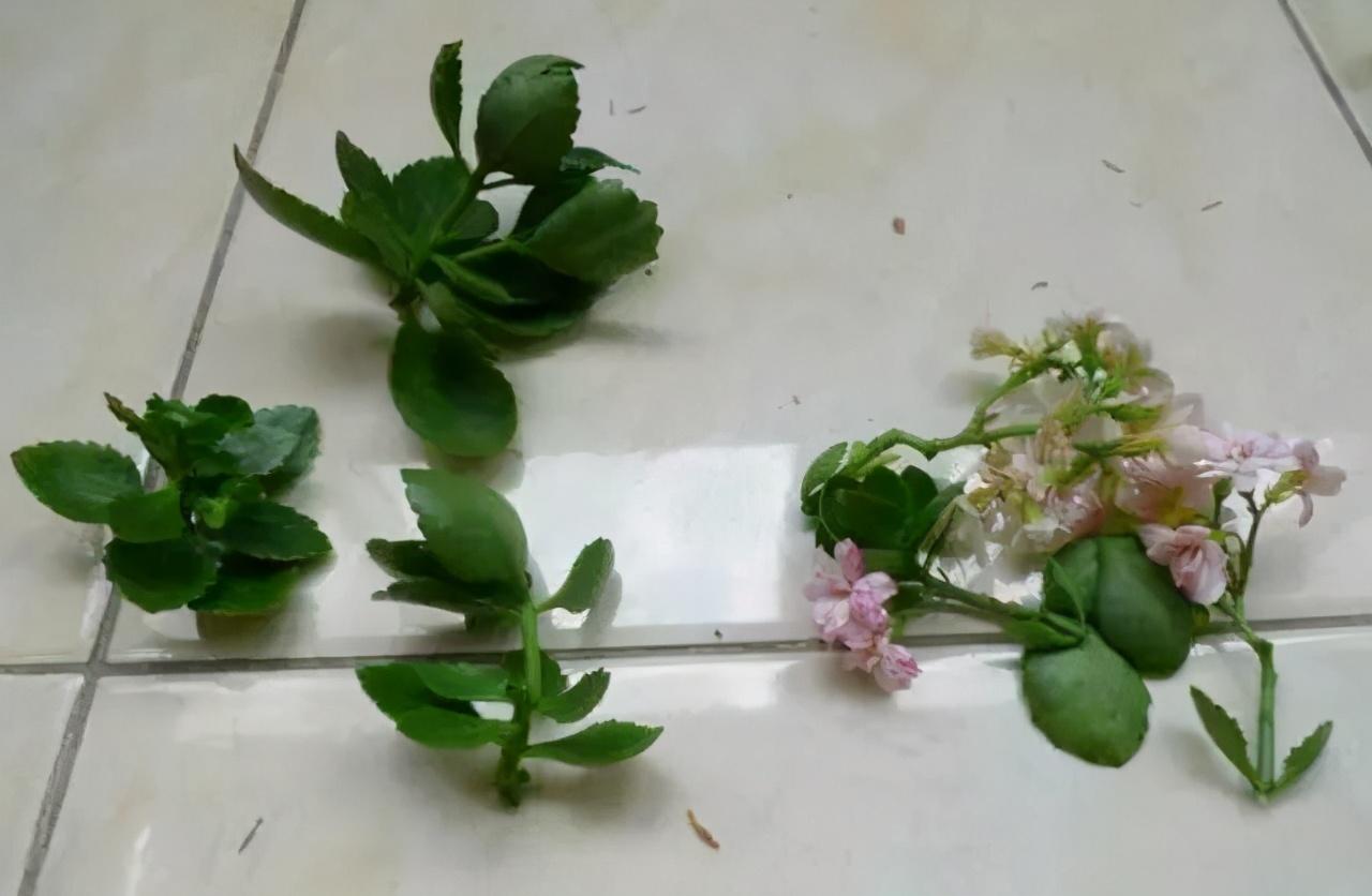 汽车饰品的销售 第73页