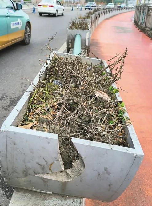 残花最新,重新审视审美价值