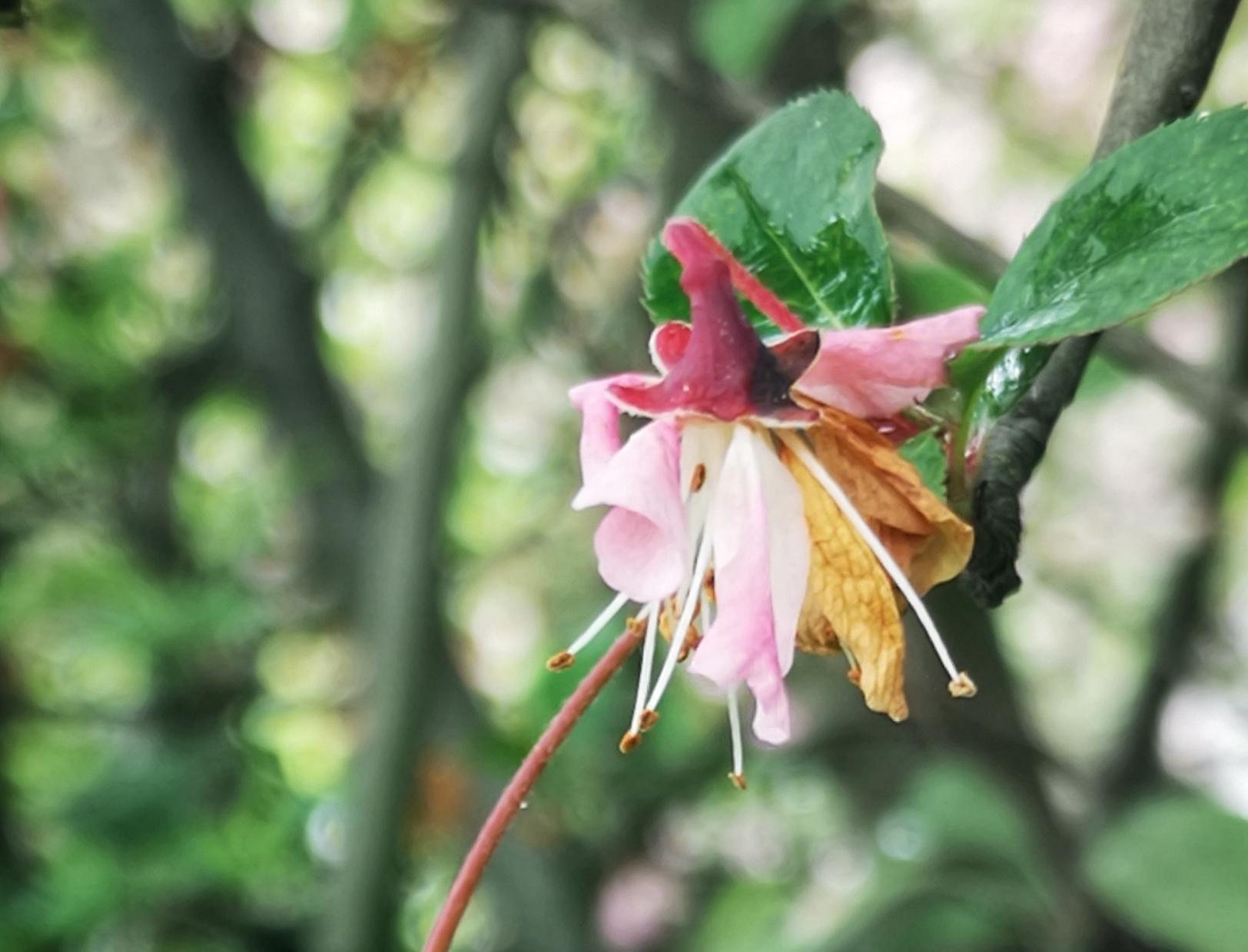 残花最新,重新审视审美价值