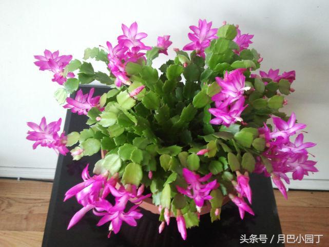 旺呗最新指南,完成任务的详细步骤与学习技能的实用指南