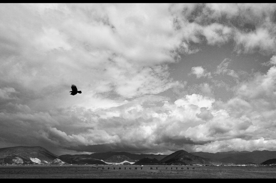 最新孤雁图片,自然之美与孤独的韵味展现孤雁风采的图片欣赏