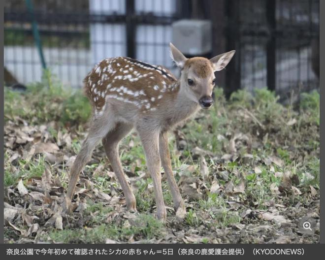 小鹿鹿最新时尚潮流探索,独特魅力的时尚前沿