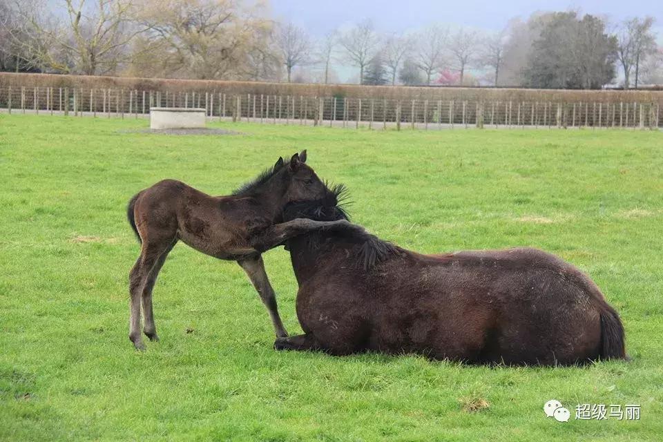卡拉卡最新技术革新与应用拓展动态