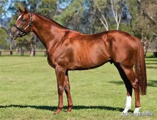 卡拉卡最新技术革新与应用拓展动态