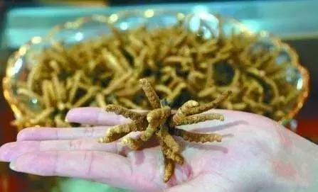 虫最新行情,小巷中的隐秘宝藏探索之旅