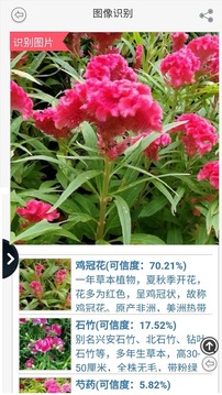 小巷深处的神秘花园，最新花卉下载指南