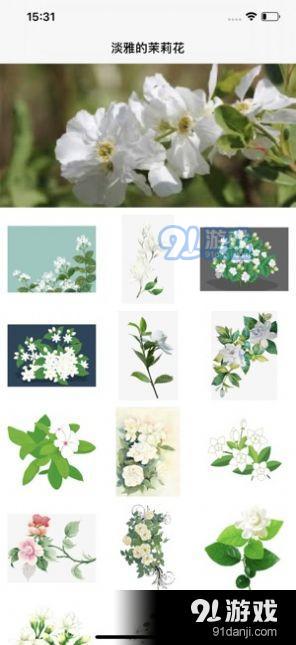 小巷深处的神秘花园,最新花卉下载指南