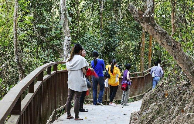 野象最新研究指南,观察与研究野象的详细步骤解析