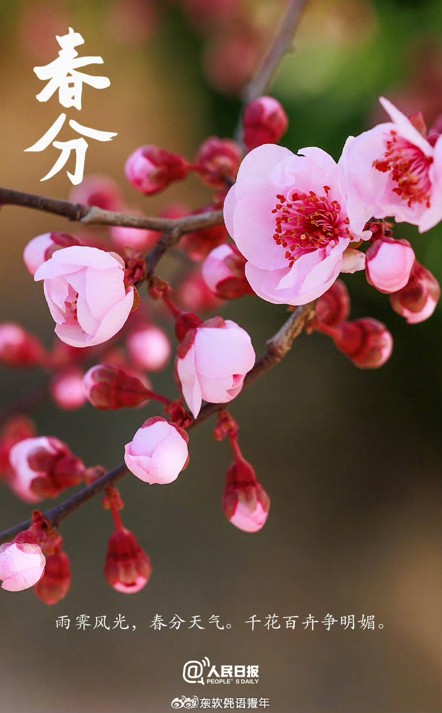 春分最新图片,自然之美与艺术之韵的融合赏析