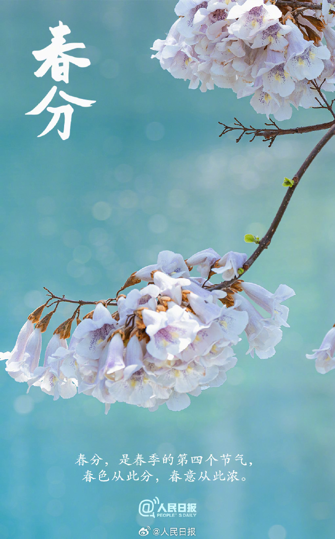 春分最新图片,自然之美与艺术之韵的融合赏析