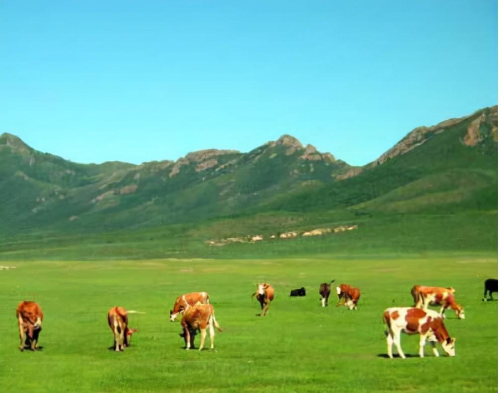 最新九师,引领新时代的先锋力量崛起