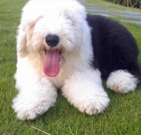 古牧最新,探索古代牧马文化的现代魅力与独特魅力