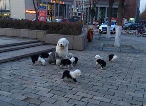 古牧最新,探索古代牧马文化的现代魅力与独特魅力