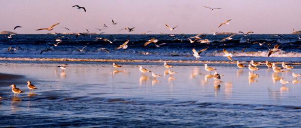 安家最新观看,深度解读与观点阐述