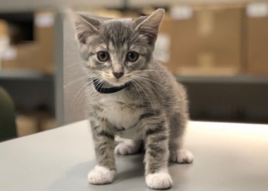 揭秘猫咪语言，最新猫语破译探索