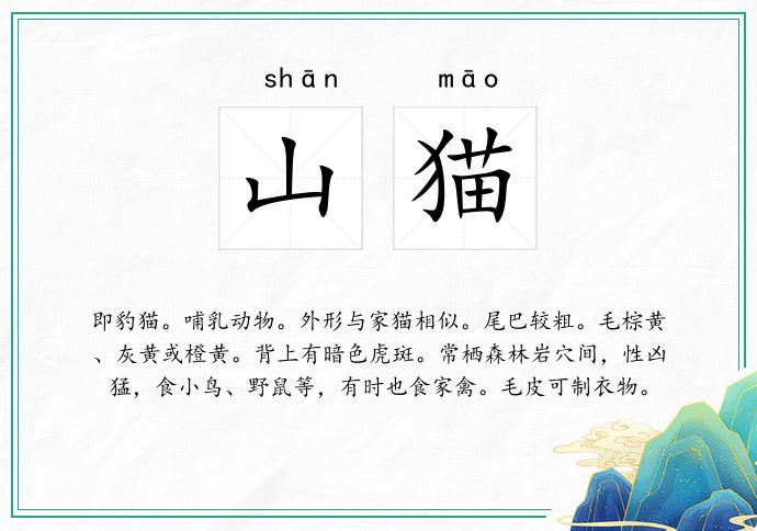 最新山猫,温馨日常的探秘