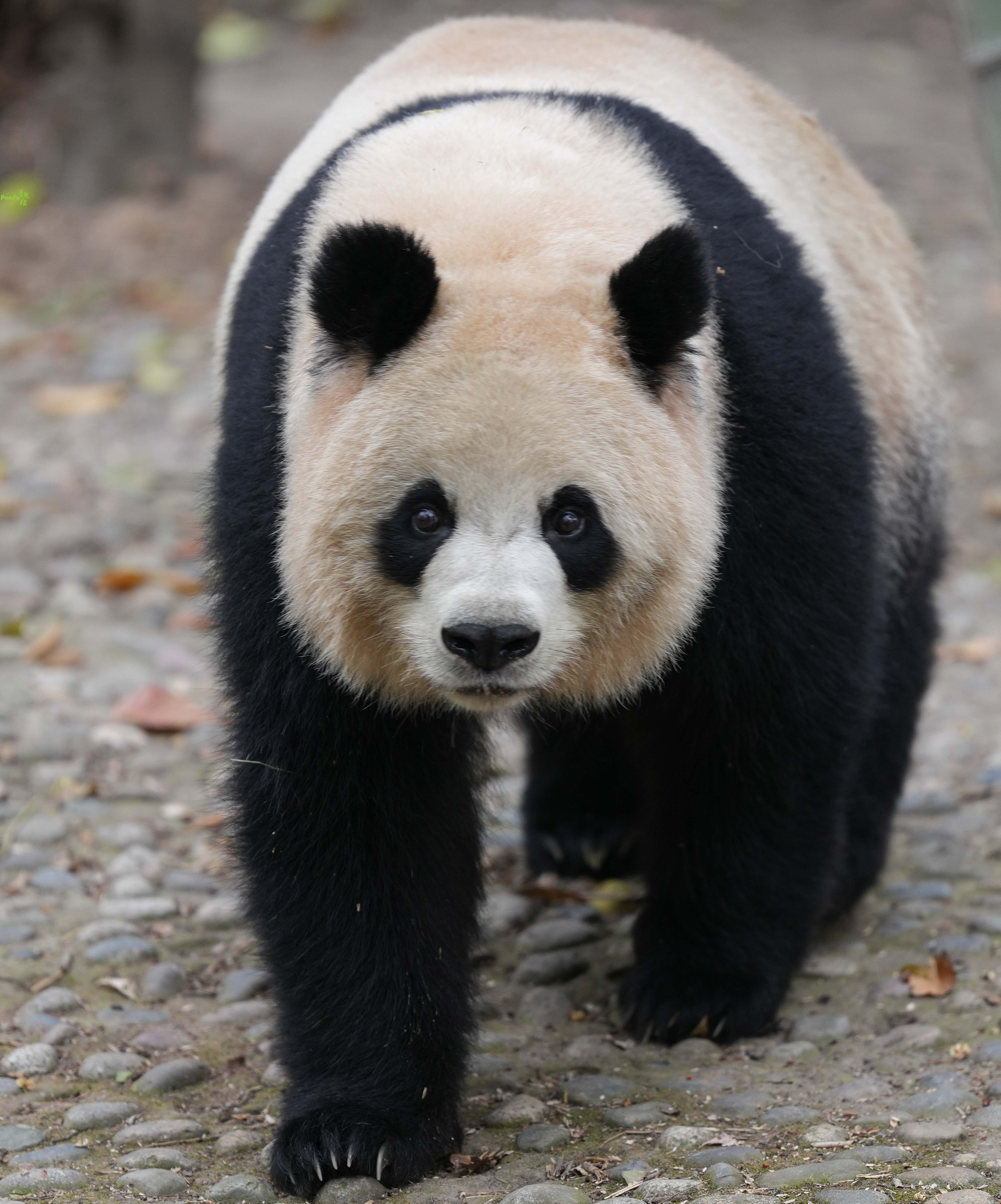 大熊猫圆润最新动态,自然美景探险之旅启程