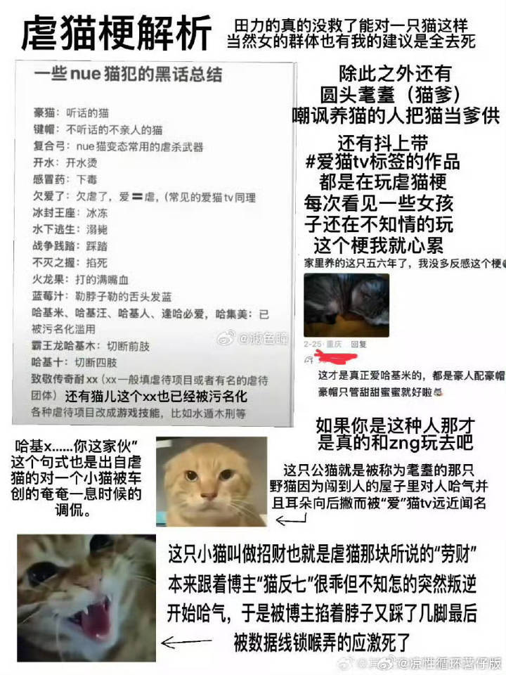 一只猫的励志成长故事,最新梗概与心灵之旅启程