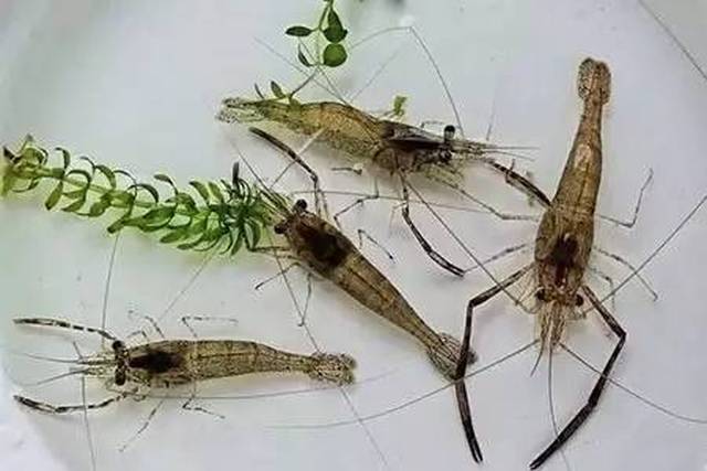 蝌叫窝最新视频，温馨日常趣事回顾