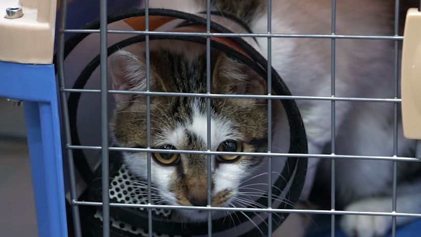 蝌叫窝最新视频,温馨日常趣事回顾