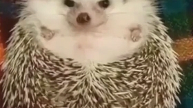 蝌叫窝最新视频,温馨日常趣事回顾