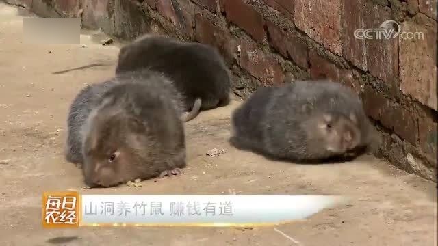 汽车饰品的销售 第22页
