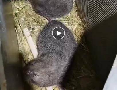 竹鼠最新动态,最新竹鼠概况与进展