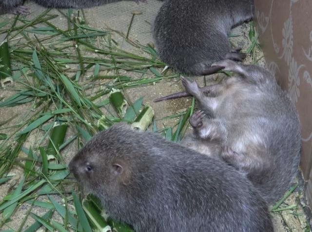 竹鼠最新动态,最新竹鼠概况与进展