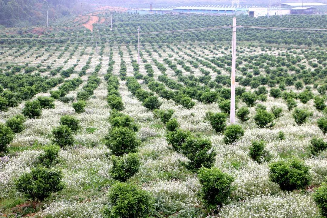 农村耕地占用最新通知,发展与保护的博弈开启