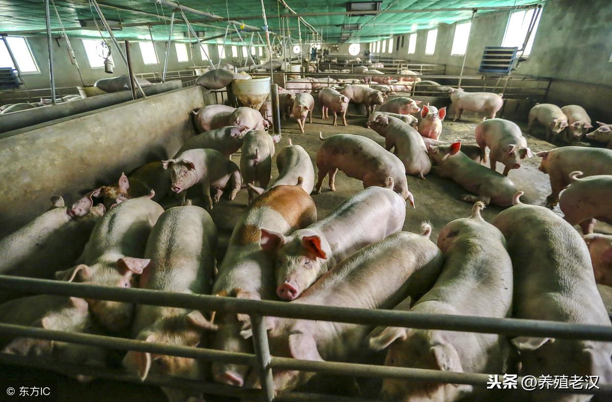 中国最新生猪价格揭秘，巷弄深处的猪肉宝藏